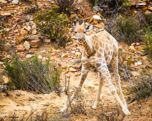 Preview: baby giraffe in Cape Town