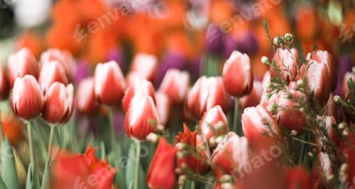 Preview: Floral spring background of blooming red tulips in a meadow