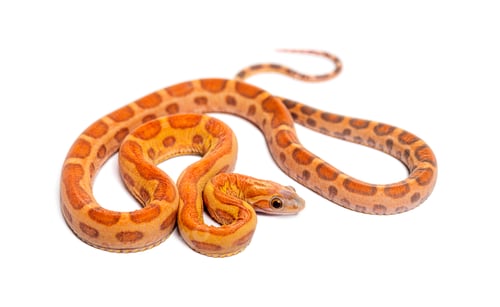 Preview: pantherophis guttatus scaleless, isolated on white