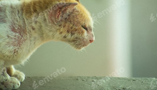 Preview: Orange and white cat standing by windows, peering inside