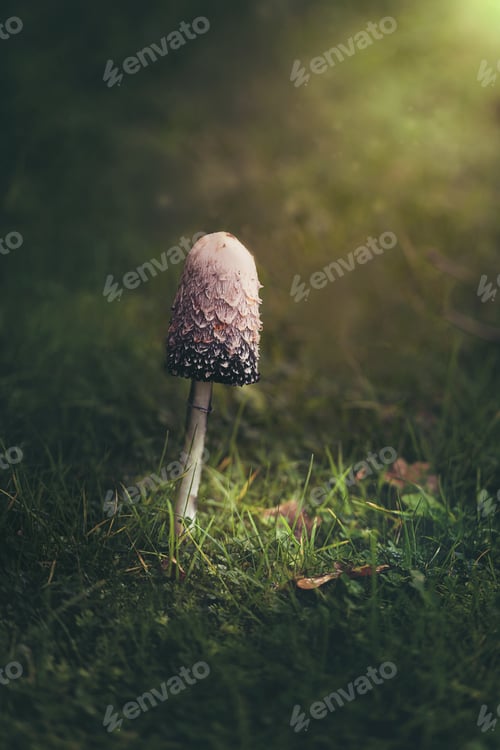 Preview: Mushroom is in the forest highlighted by spot sun light