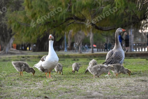 Preview: family of greylag goose (anser anser) in a public park in Buenos Aires