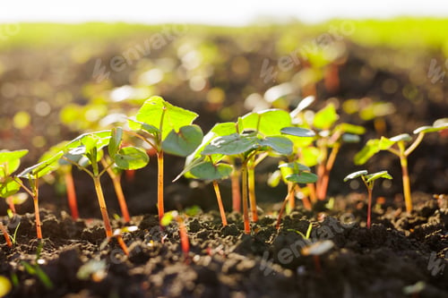 Preview: young sunflower shoots close-up, successful agribusiness