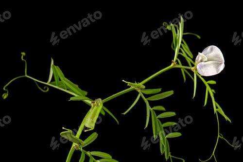 Preview: Light violet flowers of wild sweet pea, isolated on black background