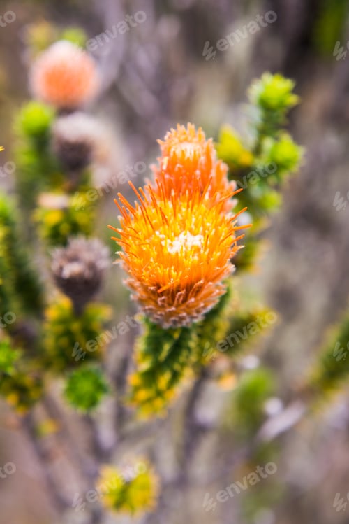 Preview: Chuquiraga Jussieui, the flower of love on Ruminahui Volcano, Cotopaxi National Park, Ecuador, South