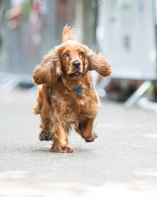Preview: cute dog running at dog speed race