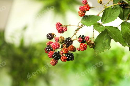 Preview: Branch with ripe and unripe blackberries on blurred background, closeup