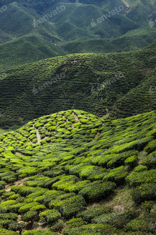 Preview: Tea plantation in the mountains