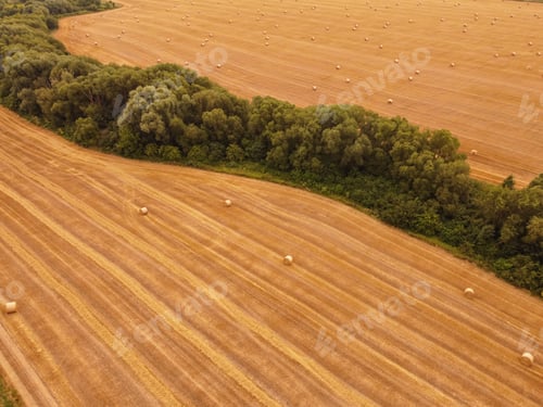 Preview: Aerial view crop wheat rolls of straw in field