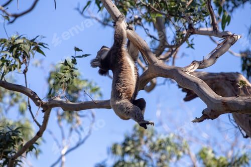 Preview: Grey Australian Koala