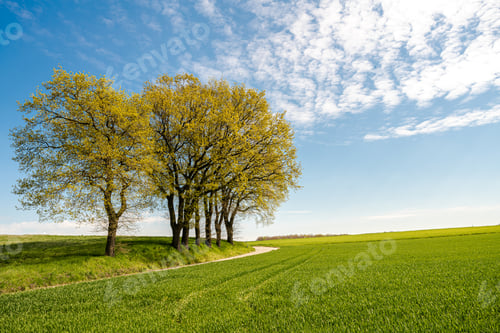 Preview: Green tree and green grass on slope with white clouds and blue sky.