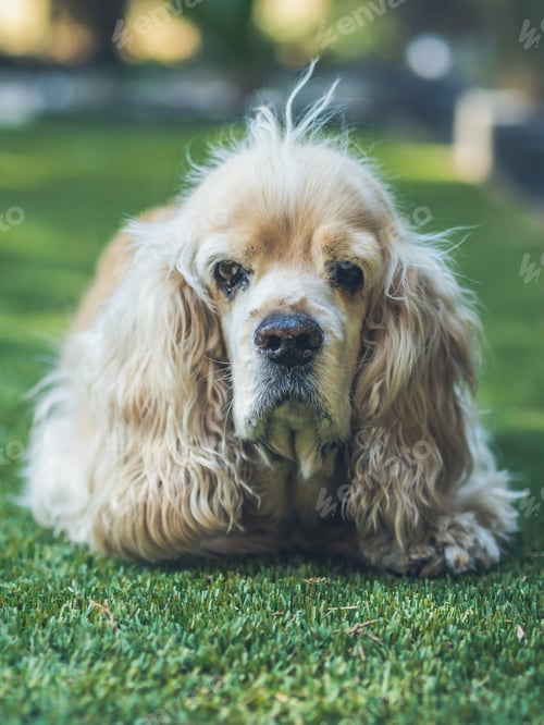 Preview: Funny dog lying on ground between plants