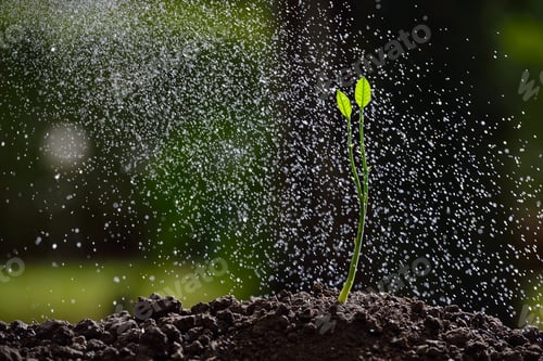 Preview: plant