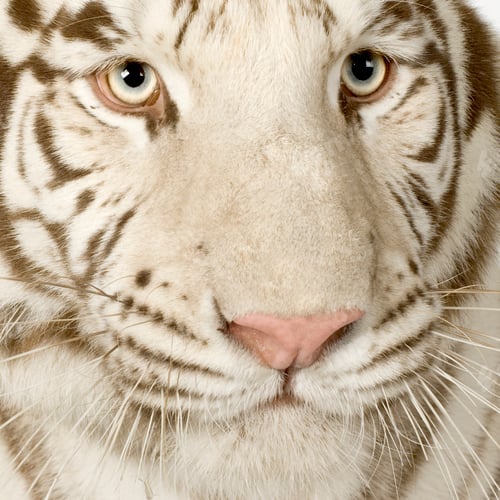Preview: White Tiger (3 years)