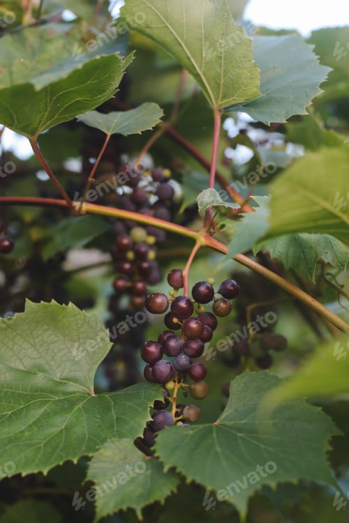 Preview: Vineyards at sunset in autumn harvest. Ripe grapes in fall.