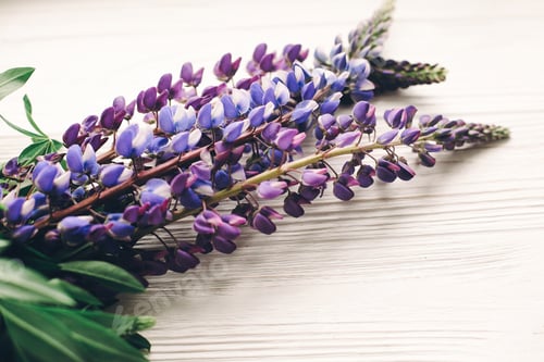 Preview: lovely lupine bouquet on rustic white wooden background