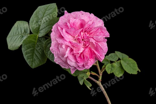 Preview: Pink flower of rose, isolated on black background