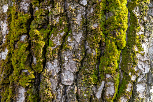Preview: oak tree bark background