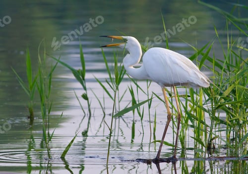 Preview: Great egret, Ardea alba. A bird stands on the bank of a river, tossing a caught fish