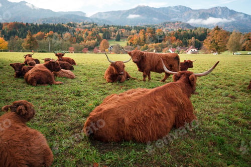 Preview: wild yaks in the pasture