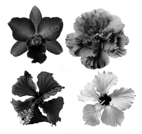 Preview: black and white flower isolated on white background
