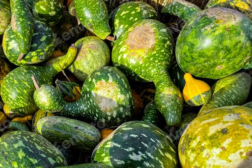 Preview: pumpkin varieties harvest different types and of pumpkin fresh food outdoor copy space food