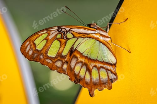Preview: Rare butterfly Siproeta stelenes with perfect camouflage.
