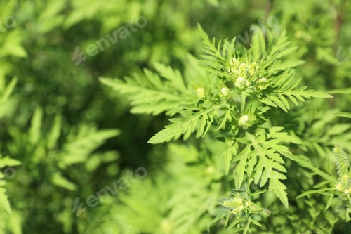 Preview: Blooming ragweed plant (Ambrosia genus) outdoors, top view with space for text. Seasonal allergy
