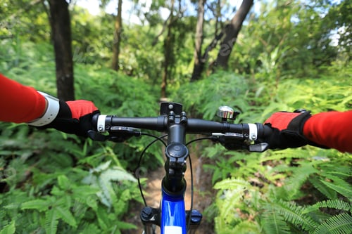 Preview: Cycling in the forest