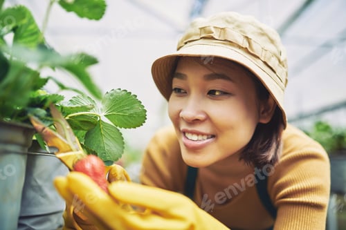 Preview: Collecting strawberries