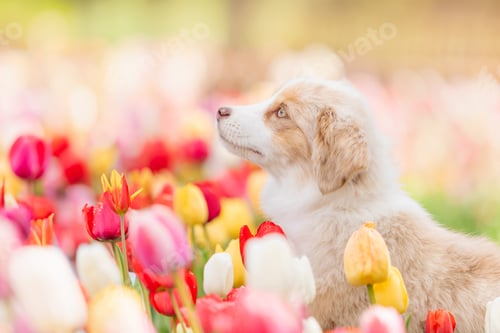 Preview: The Miniature American Shepherd puppy in tulips. Dog in flower field. Blooming. Spring