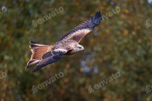 Preview: Red kite (Milvus milvus)