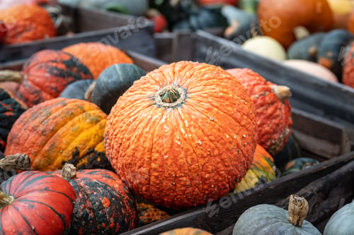 Preview: Closeup of a pile of pumpkins gathered in big containers during the pumpkin patch