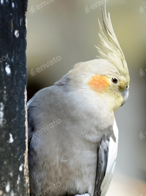 Preview: cockatiel, bird, pet, parrot