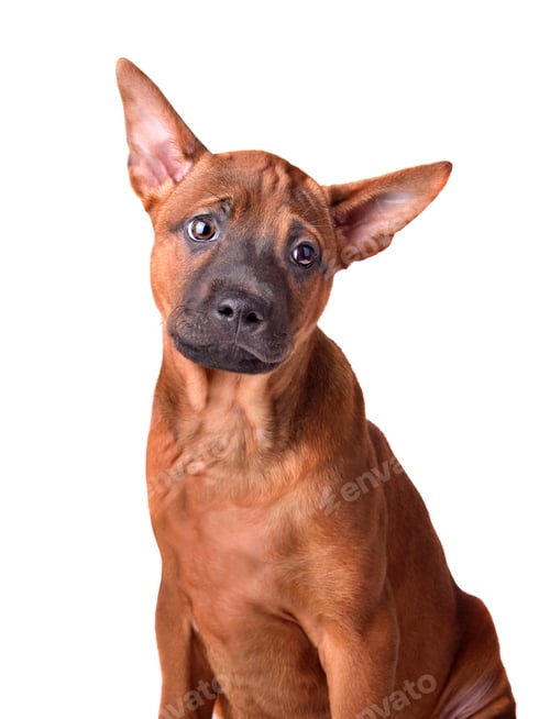 Preview: Thai Ridgeback dog
