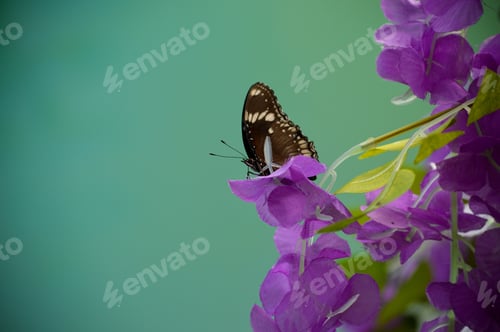 Preview: Butterfly