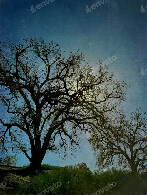 Preview: A bold silhouette of an oak grove in California at dusk