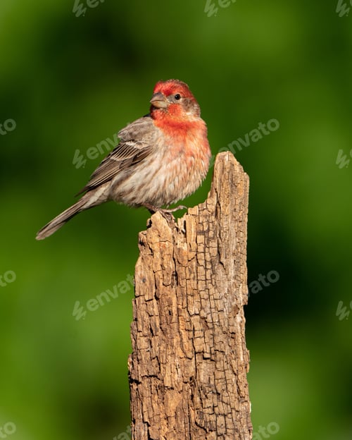 Preview: Male House Finch