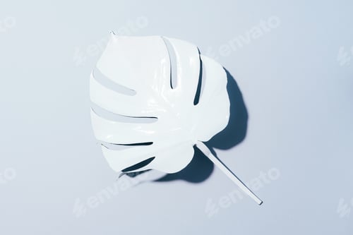 Preview: White painted monstera tropical leaf on grey background. Summer minimal concept.