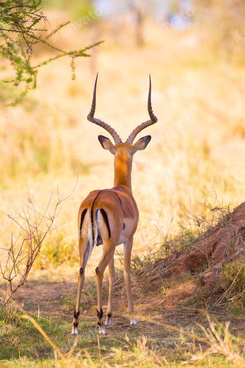 Preview: Gazelle looking for enemies in Serengeti