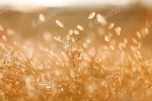 Preview: Close up of beautiful grass in autumn,China