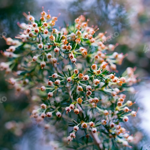 Preview: beautiful flower background