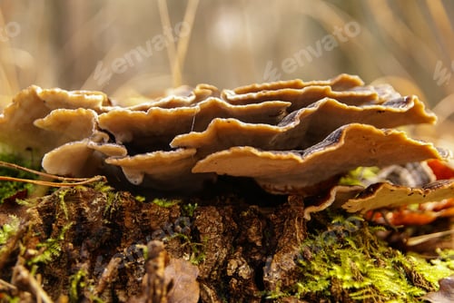 Preview: Closeup shot of a dark-colored Trametes polypore mushroom growing at the base of a mossy tree
