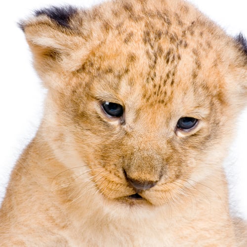 Preview: Lion Cub's c