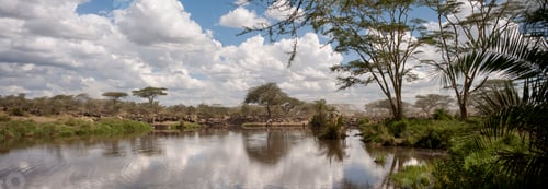 Preview: Wildebeest at the Serengeti National Park, Tanzania, Africa