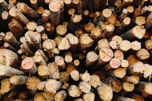 Preview: A stack of cut timber logs, Lodge Pole pine trees at a lumber mill.