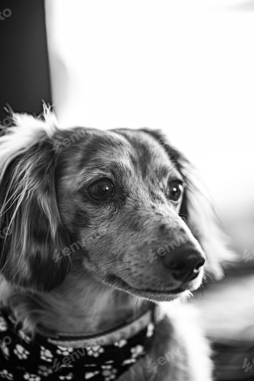Preview: Vertical closeup shot of a cute Saluki dog in grayscale