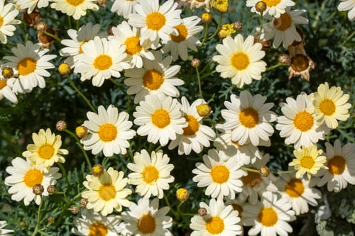 Vorschau: Argyranthemum ist eine Gattung, die zur Familie der Asteraceae gehört. Weiße Gänseblümchenblume
.