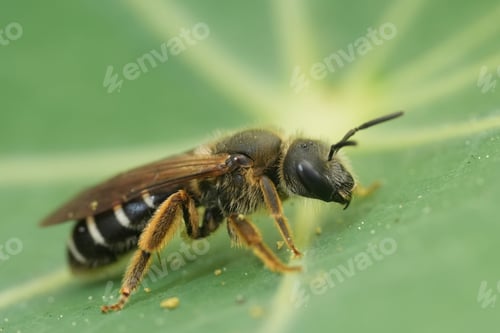 Preview: Macro shot of an end banded female furrow bee on a green leaf