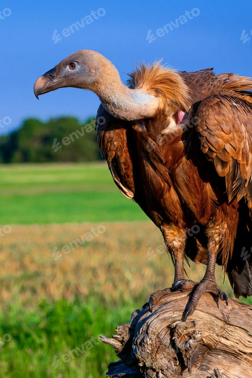 Preview: Eurasian Griffon Vulture